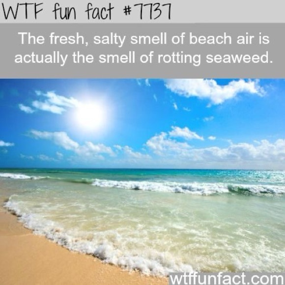 $4 LUMINOUS TURTLE BEACH NECKLACE: NEW. $4 IF BUNDLED - Picture 9 of 16